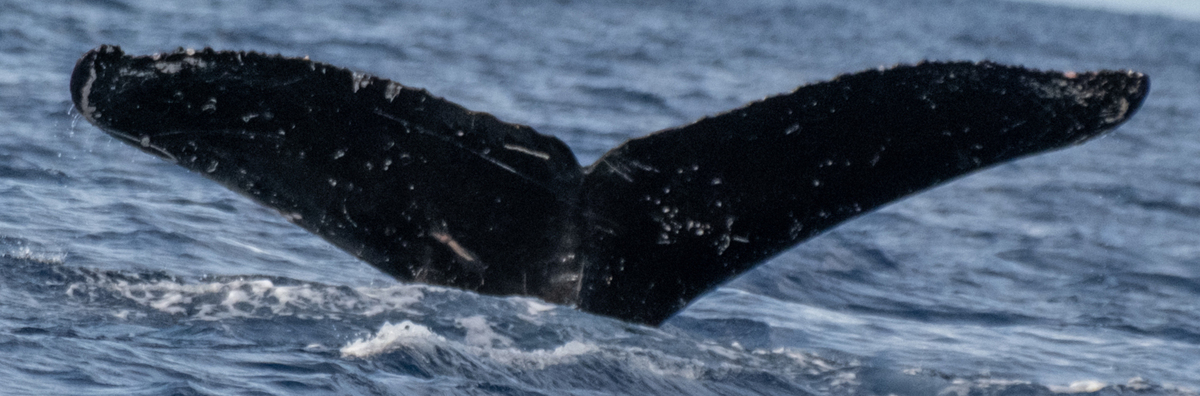 Fluke of HW-MN0443516