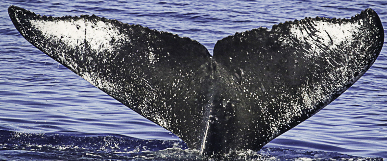 Fluke of HW-MN0443518