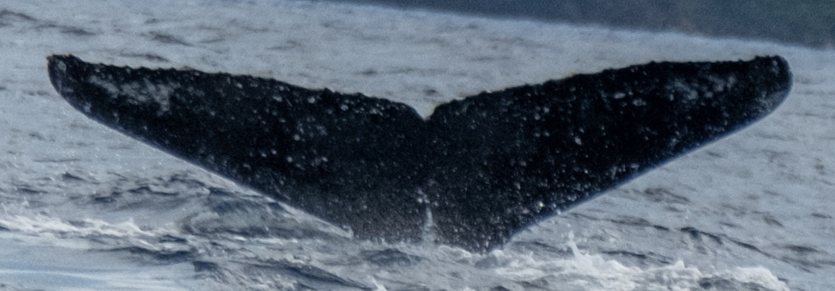 Fluke of HW-MN0443523