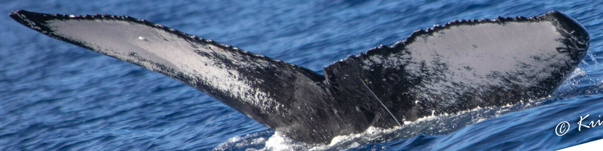 Fluke of HW-MN0443526