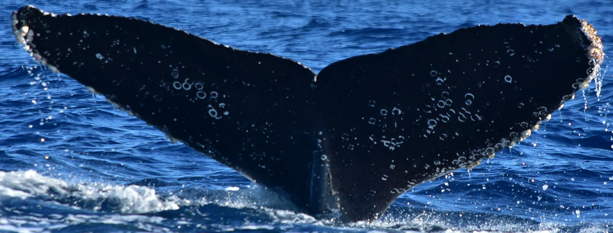 Fluke of CRC-23099