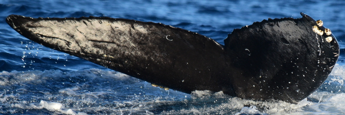 Fluke of CRC-19732