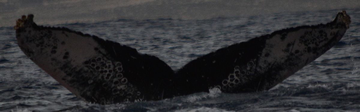 Fluke of HW-MN0522774