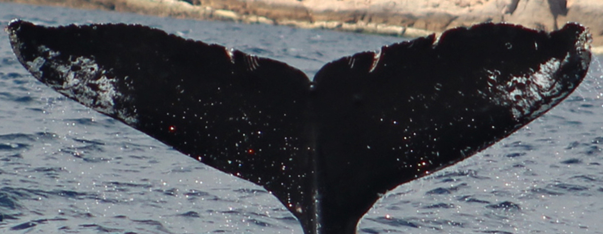 Fluke of HW-MN0522784