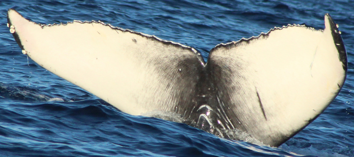 Fluke of HW-MN0522786