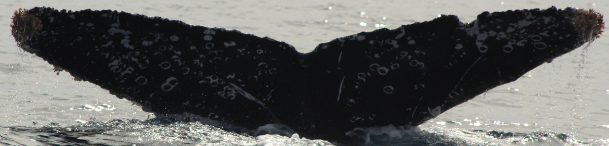 Fluke of HW-MN0522787