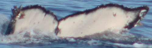 Fluke of CRC-22442