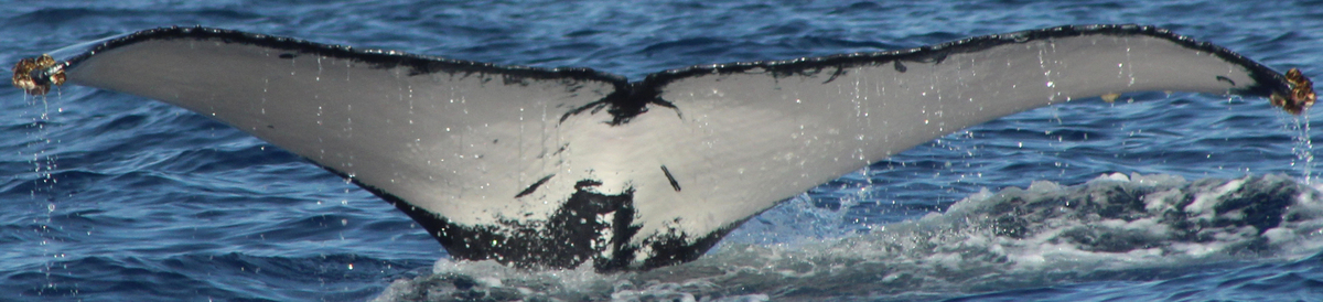 Fluke of HW-MN0522790