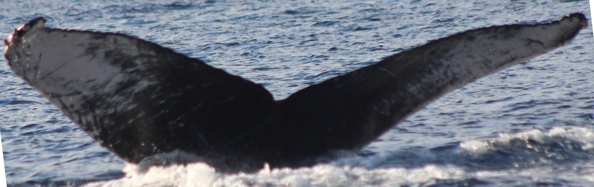Fluke of HW-MN0522792
