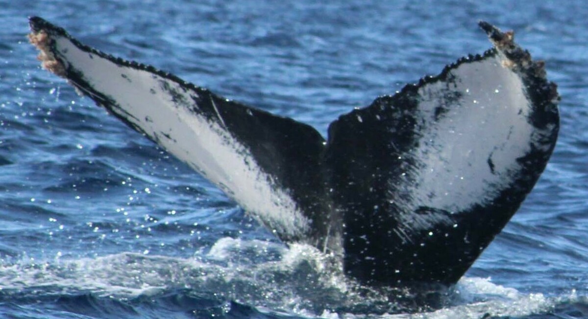 Fluke of HW-MN0522795