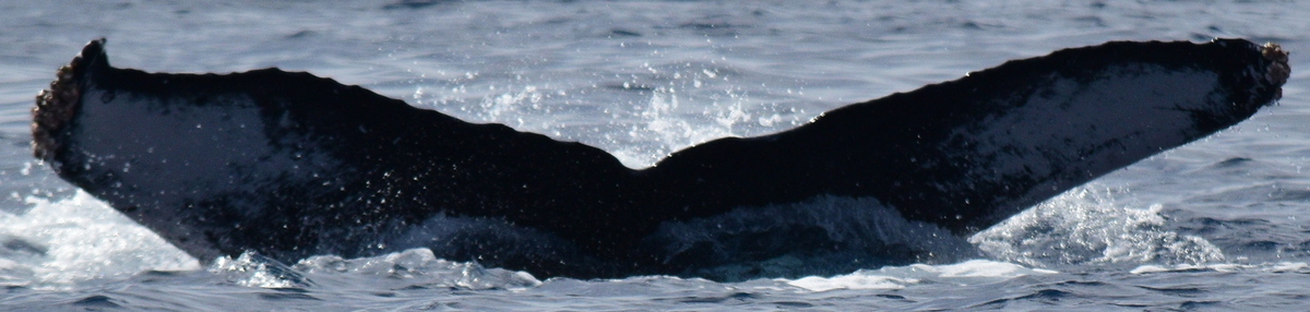 Fluke of HW-MN0522803