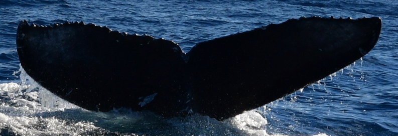 Fluke of CRC-21368