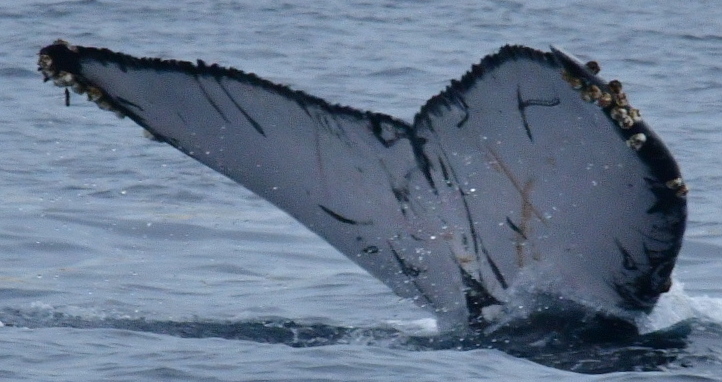 Fluke of CRC-22443