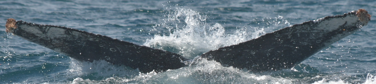 Fluke of HW-MN0522807