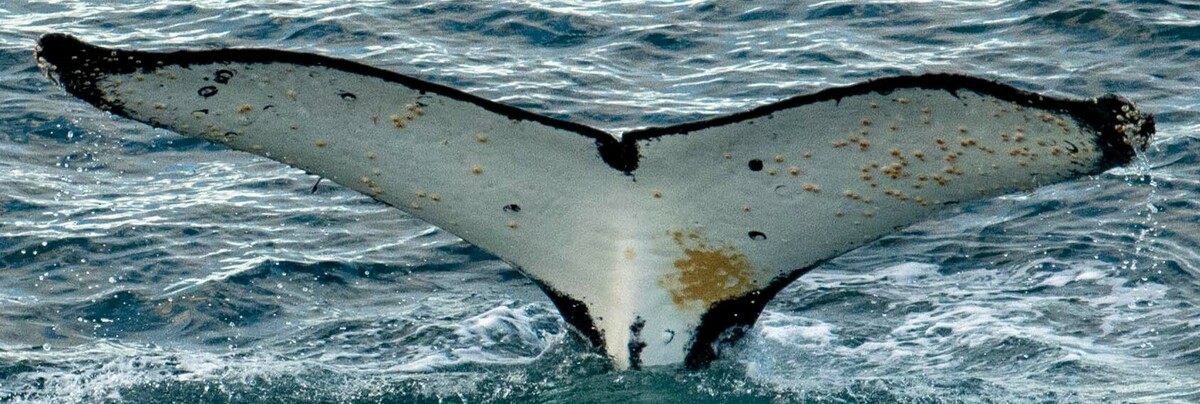 Fluke of Dalmatian (Antarctica)