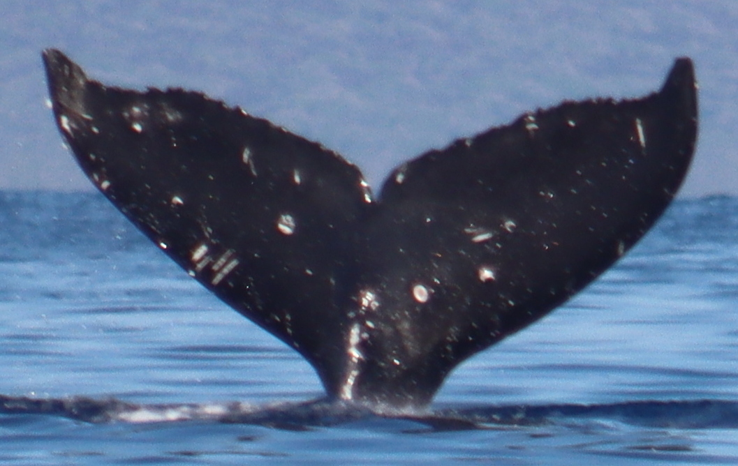 Fluke of HW-MN0443531