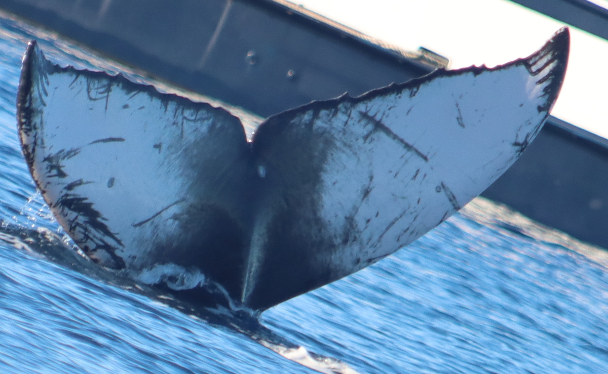 Fluke of HW-MN0443534