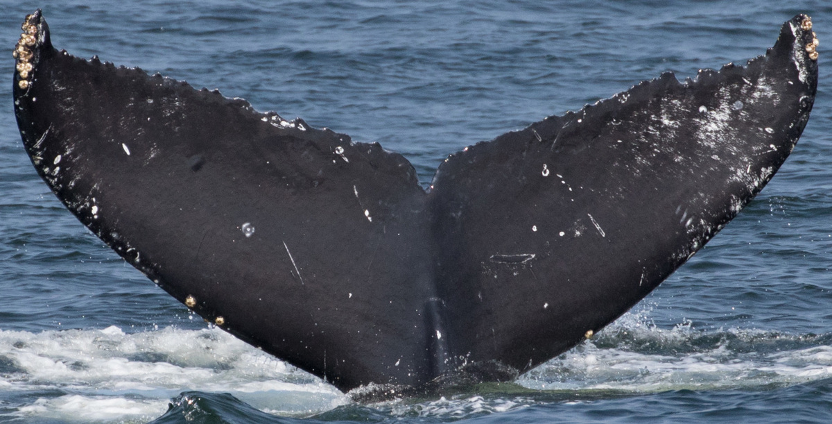 Fluke of CRC-15609