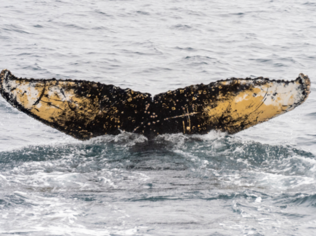 Fluke of HW-MN1303701