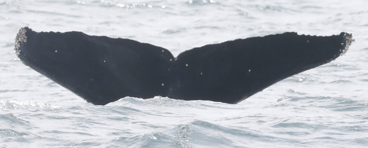 Fluke of CRC-19489