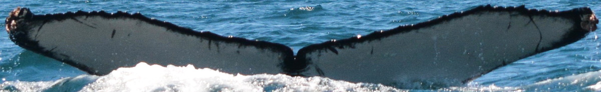 Fluke of CRC-30019