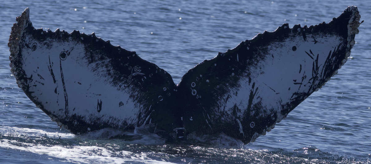 Fluke of Hilandera (California)