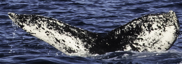 Fluke of CRC-21370