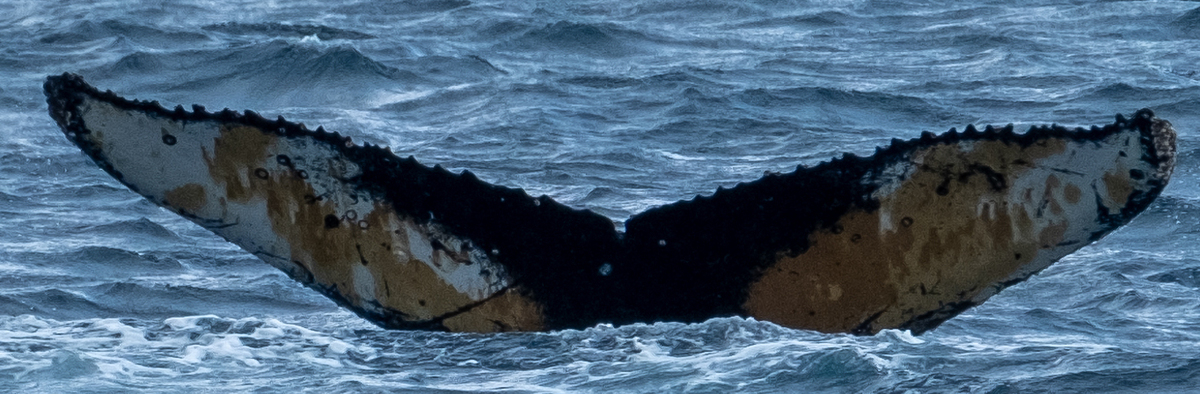 Fluke of HW-MN1303723