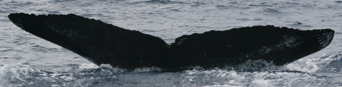 Fluke of TDI-20635