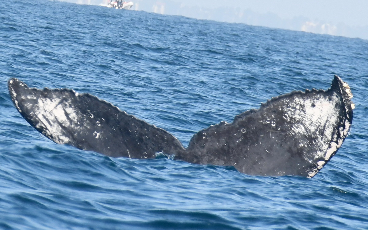 Fluke of FIBB-4BB716