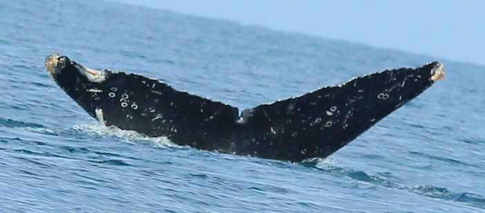 Fluke of FIBB-5BB1063