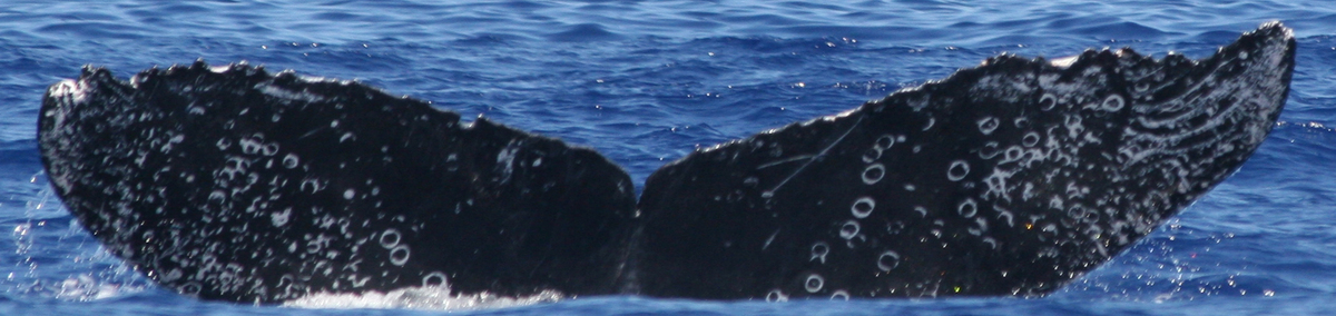 Fluke of TDI-20857