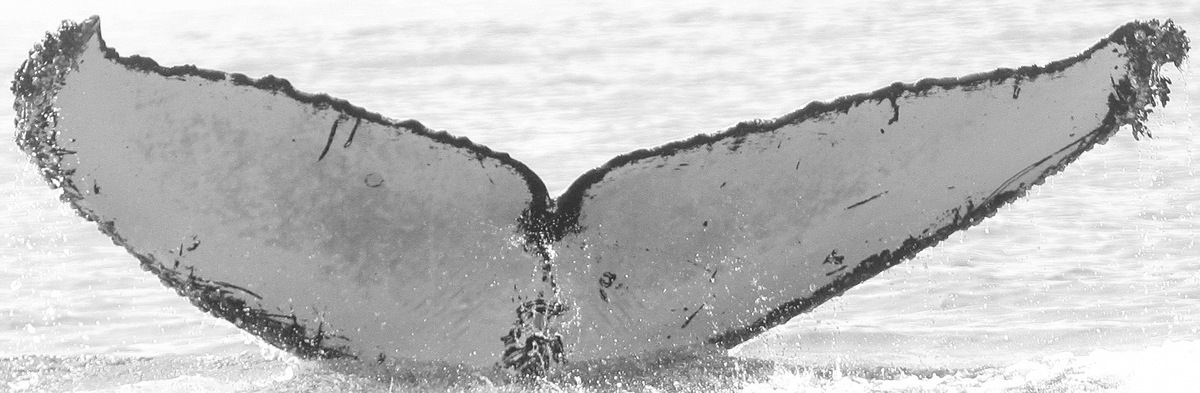 Fluke of CRC-10001