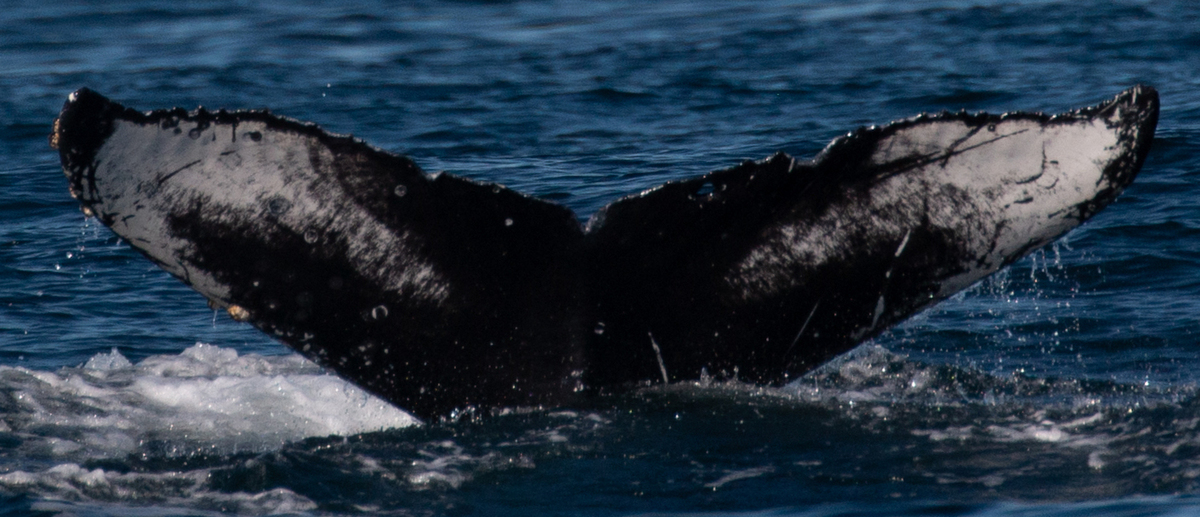 Fluke of CRC-20591