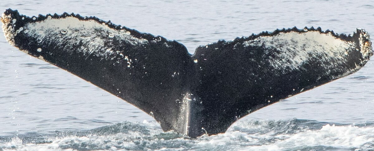 Fluke of HRC-Mn377
