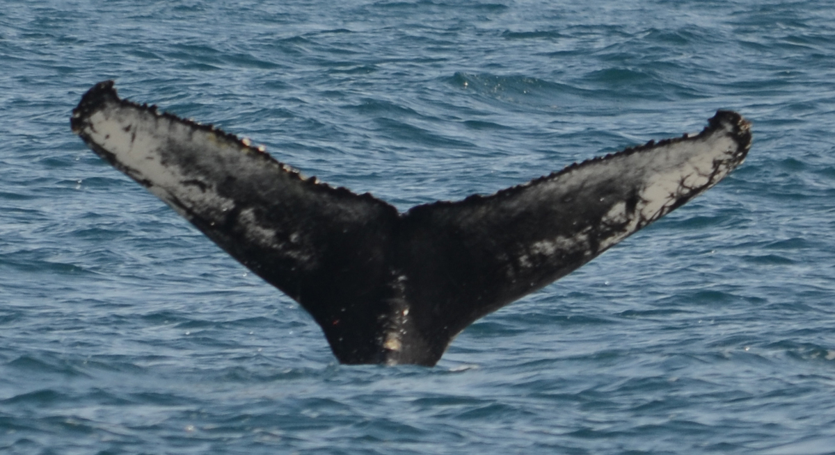 Fluke of Osprey (Westfjords) aka Tiptip (Husavik)