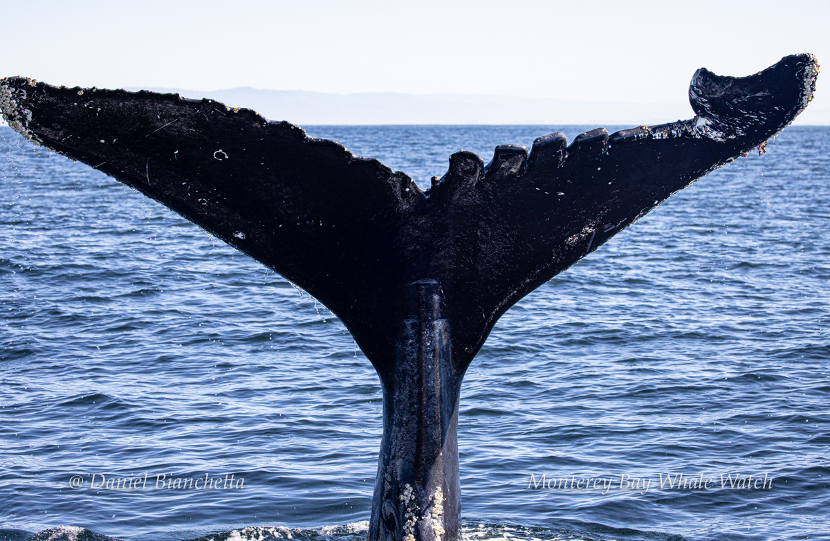Fluke of CRC-20596