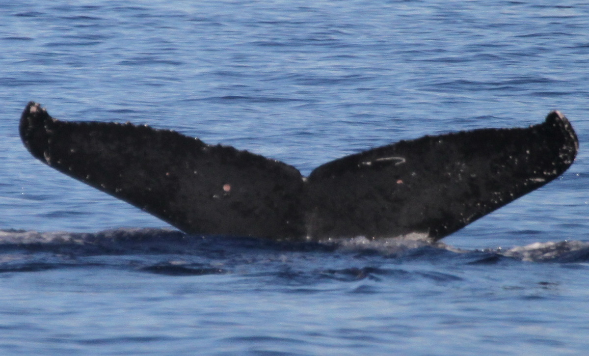 Fluke of PWF-NP_6086