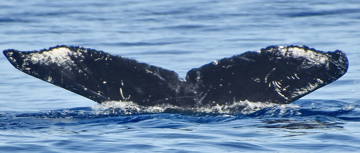 Fluke of PWF-NP_6093