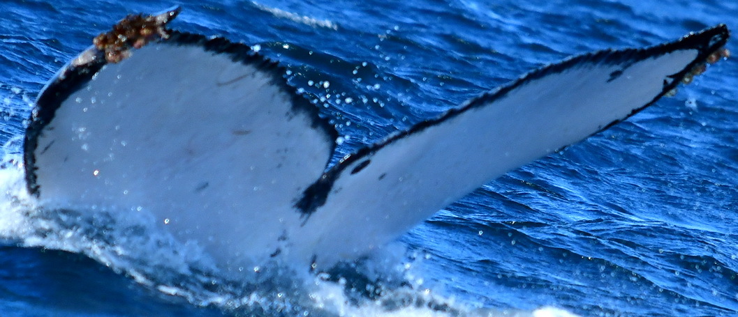 Fluke of HW-MN0522834