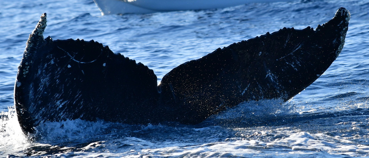Fluke of CRC-22134