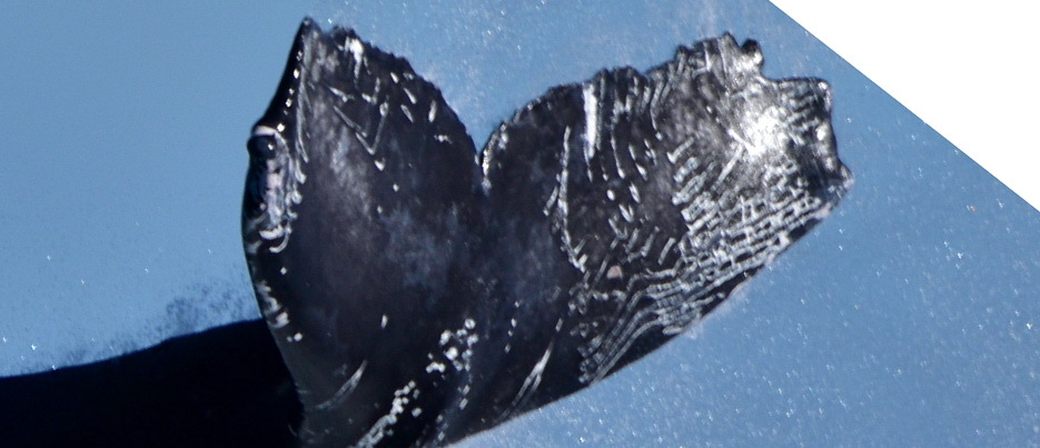 Fluke of HW-MN0522828