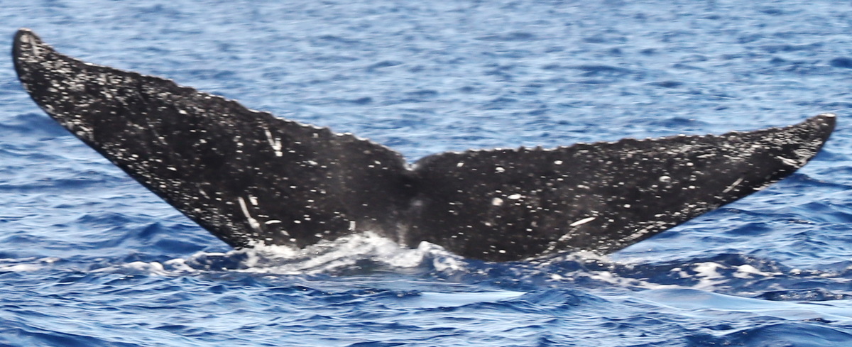 Fluke of PWF-NP_6128
