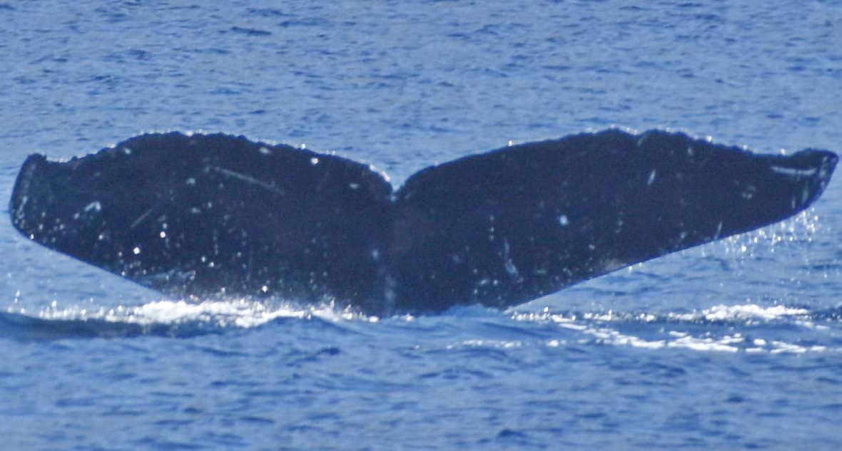 Fluke of PWF-NP_6136