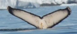 Fluke of Humperdinck747 (Antarctica)