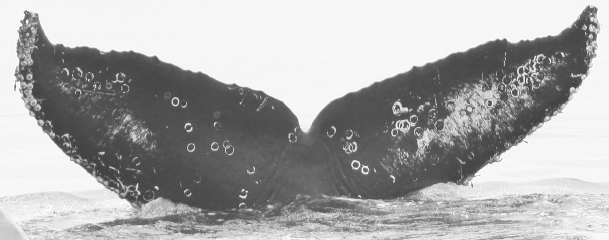 Fluke of CRC-11897