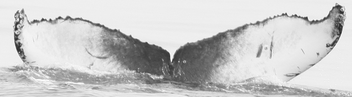 Fluke of CRC-15521