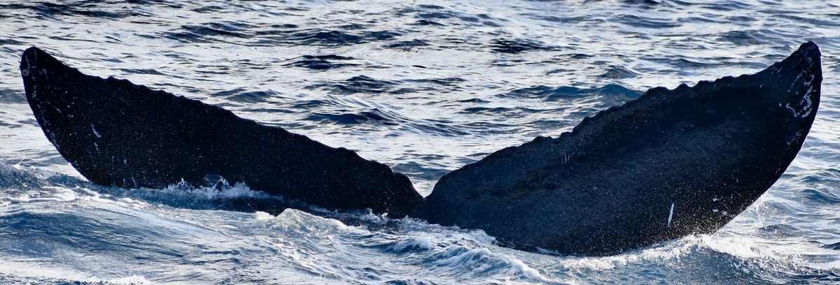 Fluke of HW-MN0443540