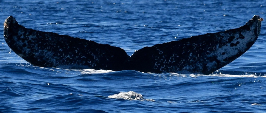 Fluke of HW-MN0522878