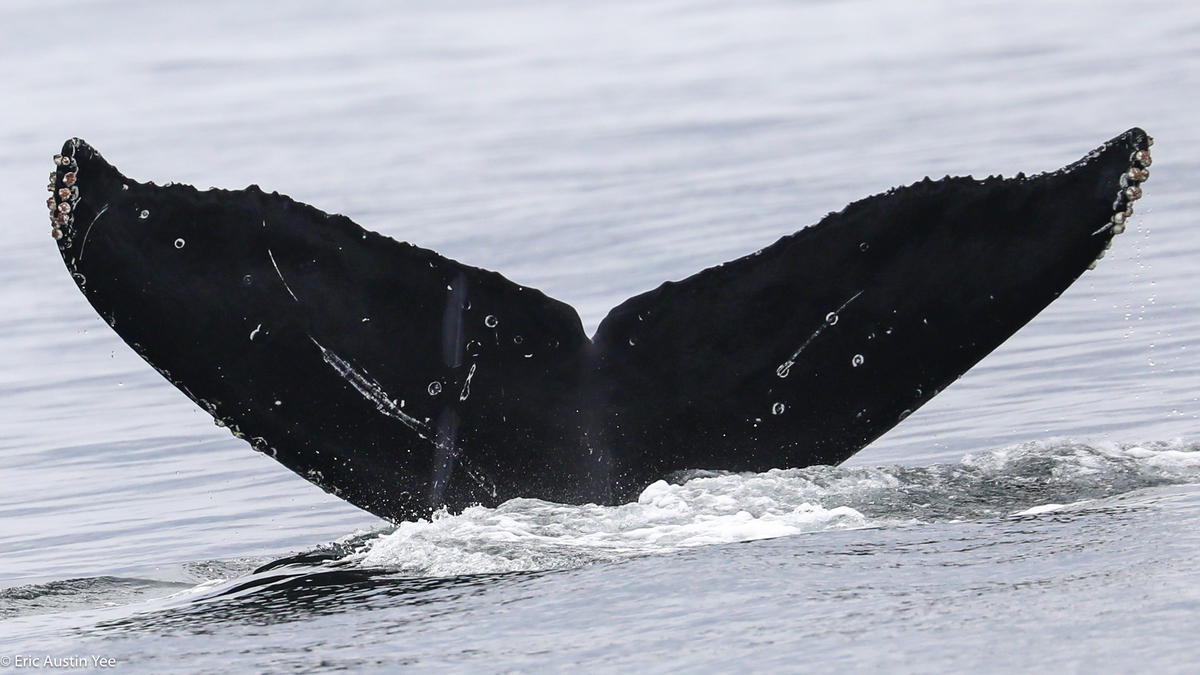 Fluke of CRC-20333